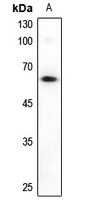 Alpha-taxilin Rabbit Polyclonal Antibody