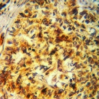 FUK Rabbit Polyclonal Antibody
