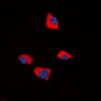 FUK Rabbit Polyclonal Antibody