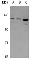 ABCF1 Rabbit Polyclonal Antibody