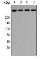 PIP5K Rabbit Polyclonal Antibody