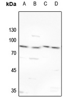 TBX2/3 Rabbit Polyclonal Antibody