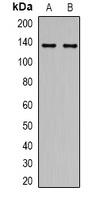 AMBRA1 Rabbit Polyclonal Antibody