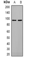 ATG9A Rabbit Polyclonal Antibody