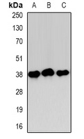 Annexin A1 Rabbit Polyclonal Antibody
