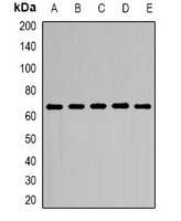 CD299 Rabbit Polyclonal Antibody