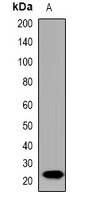 IL-19 Rabbit Polyclonal Antibody