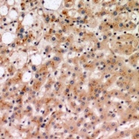 IL-19 Rabbit Polyclonal Antibody