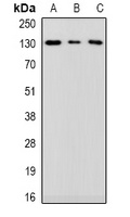 MIB1 Rabbit Polyclonal Antibody