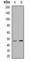 TRAF1 Rabbit Polyclonal Antibody