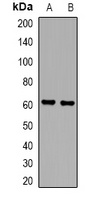 MIA2 Rabbit Polyclonal Antibody