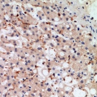 MIA2 Rabbit Polyclonal Antibody