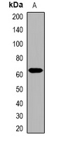 Collagen 25 alpha 1 Rabbit Polyclonal Antibody