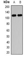 Collagen 28 alpha 1 Rabbit Polyclonal Antibody