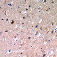 NLRX1 Rabbit Polyclonal Antibody