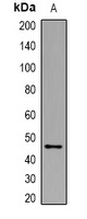 CHID1 Rabbit Polyclonal Antibody