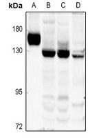 Collagen 17 alpha 1 Rabbit Polyclonal Antibody