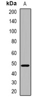 CRHR2 Rabbit Polyclonal Antibody