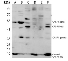Caspase 1 Rabbit Polyclonal Antibody
