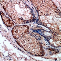 Caspase 1 Rabbit Polyclonal Antibody