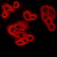 FPR1 Rabbit Polyclonal Antibody
