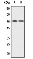GBP1 Rabbit Polyclonal Antibody