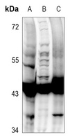 GSK3 beta (Phospho-S9) Rabbit Polyclonal Antibody