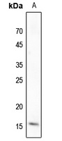 Histone H3 Rabbit Polyclonal Antibody