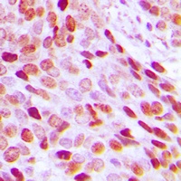 Histone H3 Rabbit Polyclonal Antibody