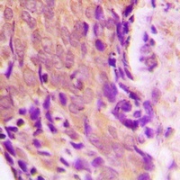 HSP90 beta Rabbit Polyclonal Antibody