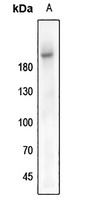 IGF1 Receptor (Phospho-Y1161) Rabbit Polyclonal Antibody