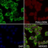 CD130 Rabbit Polyclonal Antibody