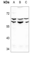 Lamin A/C Rabbit Polyclonal Antibody