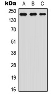 TRAP220 (Phospho-T1457) Rabbit Polyclonal Antibody