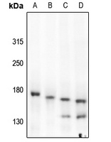c-Met (Phospho-Y1349) Rabbit Polyclonal Antibody