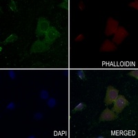 c-Met (Phospho-Y1349) Rabbit Polyclonal Antibody