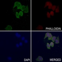 MFN2 Rabbit Polyclonal Antibody