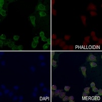 MEKKK6 Rabbit Polyclonal Antibody
