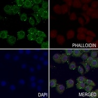 Kappa Opioid Receptor (Phospho-S369) Rabbit Polyclonal Antibody