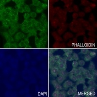 RAB6A Rabbit Polyclonal Antibody
