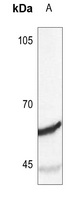 Synaptotagmin Rabbit Polyclonal Antibody