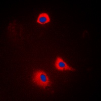 Synaptotagmin Rabbit Polyclonal Antibody