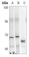 WASP (Phospho-Y290) Rabbit Polyclonal Antibody