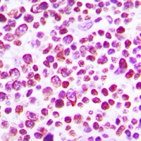 Caspase 3 (Phospho-S150) Rabbit Polyclonal Antibody