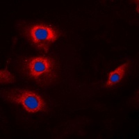 Cyclin B1 (Phospho-S147) Rabbit Polyclonal Antibody