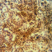 Cofilin Rabbit Polyclonal Antibody