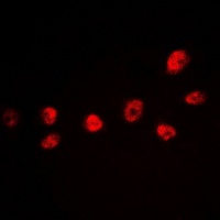 CREB (Phospho-S142) Rabbit Polyclonal Antibody