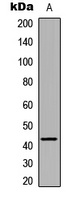 GPR43 Rabbit Polyclonal Antibody