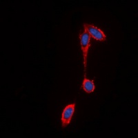 GPR43 Rabbit Polyclonal Antibody