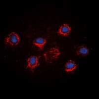 FGF19 Rabbit Polyclonal Antibody